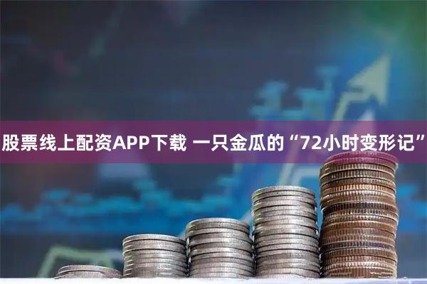 股票线上配资APP下载 一只金瓜的“72小时变形记”